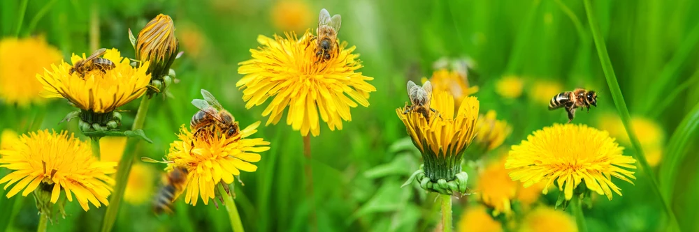 Pure Texas Honey and Bees